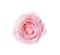 Pink rose flowers with water drops isolated on white background and clipping path  , sweet light petal patterns top view Royalty Free Stock Photo