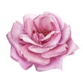 Pink rose flowers, watercolor botanical painting