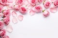 Pink rose flowers on white background, flat lay with space for text, Close up of blooming pink roses flowers and petals isolated Royalty Free Stock Photo