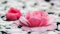 Pink rose flowers and white petals with drops and blur light background. Aromatherapy and spa concept Royalty Free Stock Photo