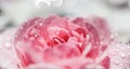 Pink rose flowers and white petals with drops and blur light background. Aromatherapy and spa concept Royalty Free Stock Photo