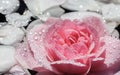 Pink rose flowers and white petals with drops and blur light background. Aromatherapy and spa concept Royalty Free Stock Photo