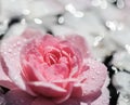 Pink rose flowers and white petals with drops and blur light background. Aromatherapy and spa concept Royalty Free Stock Photo