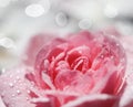 Pink rose flowers and white petals with drops and blur light background. Aromatherapy and spa concept Royalty Free Stock Photo