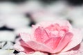 Pink rose flowers and white petals with drops and blur light background. Aromatherapy and spa concept Royalty Free Stock Photo