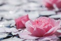 Pink rose flowers and white petals with drops and blur light background. For water festival or spa Royalty Free Stock Photo