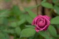 Pink rose in focus in the corner Royalty Free Stock Photo