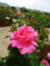 Pink Rose Royalty Free Stock Photo