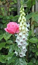 Pink rose and foxgloves