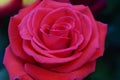 Pink rose Royalty Free Stock Photo