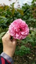 Pink rose full bloom