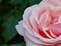 Pink rose in full bloom. Close-up of a tender pink rose on a dark green leaves background Royalty Free Stock Photo