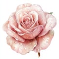 A pink rose in full bloom, isolated against a transparent background, created by image Royalty Free Stock Photo
