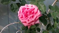 Pink rose full bloom