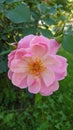 Pink rose in full bloom - pollination