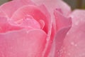 Pink rose full of dew drops ultra macro shot