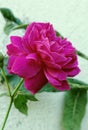 Pink Rose Full Grown
