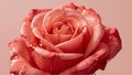 A pink rose is fully open, with soft petals covered in tiny water drops Royalty Free Stock Photo