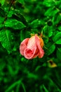 Pink rose Royalty Free Stock Photo