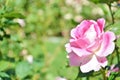 Pink rose in a garden.