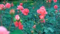 Pink rose in the garden //-beautiful flower