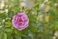 Pink Rose in the Garden Royalty Free Stock Photo