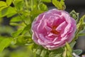 Pink Rose in the Garden Royalty Free Stock Photo