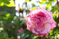 Pink rose in a garden, bush of roses. Outdoors, garden bed, hobby. Royalty Free Stock Photo