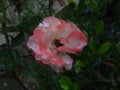 Pink rose in garden in daylight with green selective background Royalty Free Stock Photo