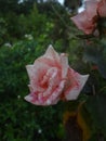 Pink rose in garden in daylight with selective focus Royalty Free Stock Photo