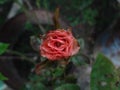 Pink rose in garden in daylight with selective focus Royalty Free Stock Photo