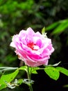 Pink rose in the garden and nature fresh.