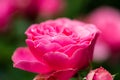 Pink rose in the garden garding, valentin, card Royalty Free Stock Photo