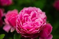 Pink rose in the garden garding, valentin, card Royalty Free Stock Photo