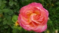 Pink rose in garden. Luxuriant light pink rose with touch of yellow color. Single rose flower closeup. Beauty of blooming flowers.