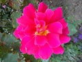 Pink rose in the garden. Opened petals. Color with a cold nuance. Close - up from above