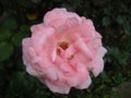 A pink rose in the garden . Opened petals with water drops. Pestles and stamens are noticeable. Color with a warm nuance.