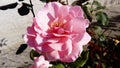 Pink rose in the garden . Pestles and stamens are noticeable - the reproductive organs of the rose. Color with a warm nuance. Royalty Free Stock Photo