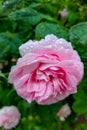 Pink rose in the garden after rain in spring or summer Royalty Free Stock Photo