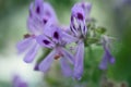 Pink Rose Geranium from South Africa Royalty Free Stock Photo