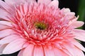 Pink Rose Gerbera Detail Macro Royalty Free Stock Photo