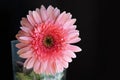 Pink Rose Gerbera With Water Drops