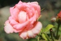 Pink Rose