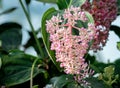 Pink rose grape flower in garden