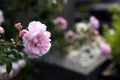 Pink rose on grave