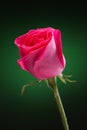 Pink rose on green