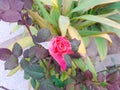 Pink rose with green background