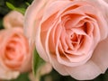 Pink rose on green background, big petals, macro Royalty Free Stock Photo