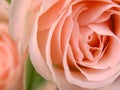 Pink rose on green background, big petals, macro shot Royalty Free Stock Photo