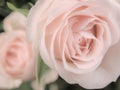 Pink rose on green background, big petals, macro Royalty Free Stock Photo